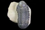 Bargain, Reedops Trilobite - Atchana, Morocco #67049-6